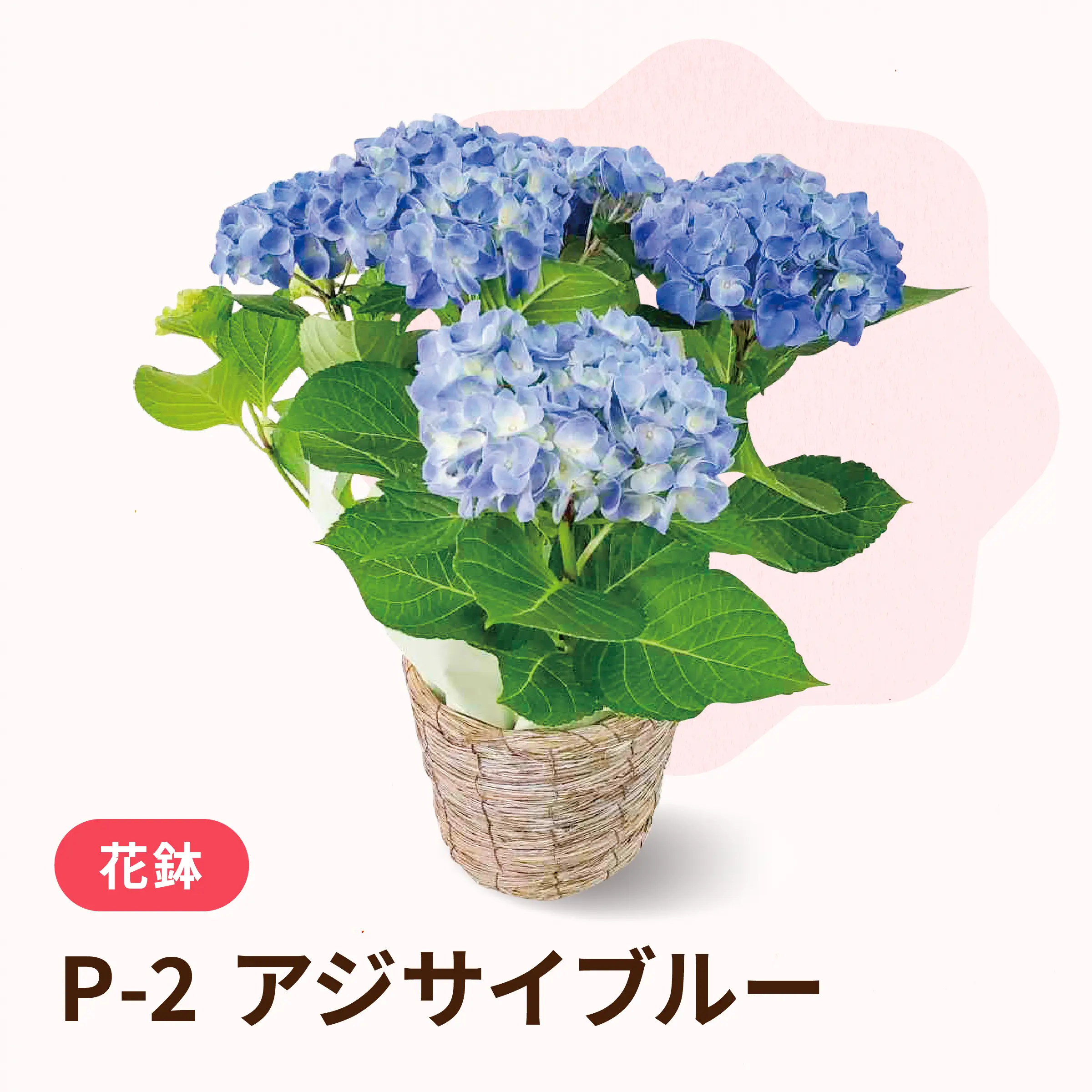 母の日アジサイブルー P-2