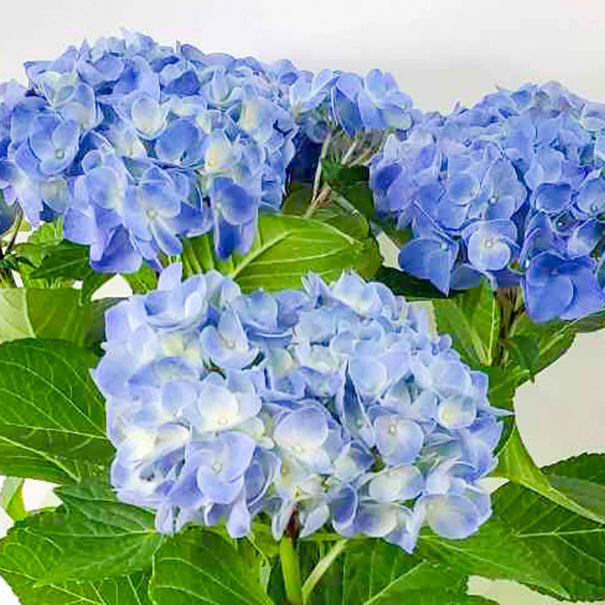 母の日アジサイブルー P-2