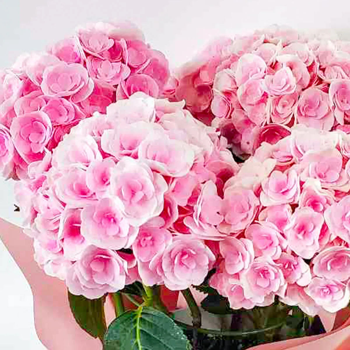 母の日アジサイピンク P-3