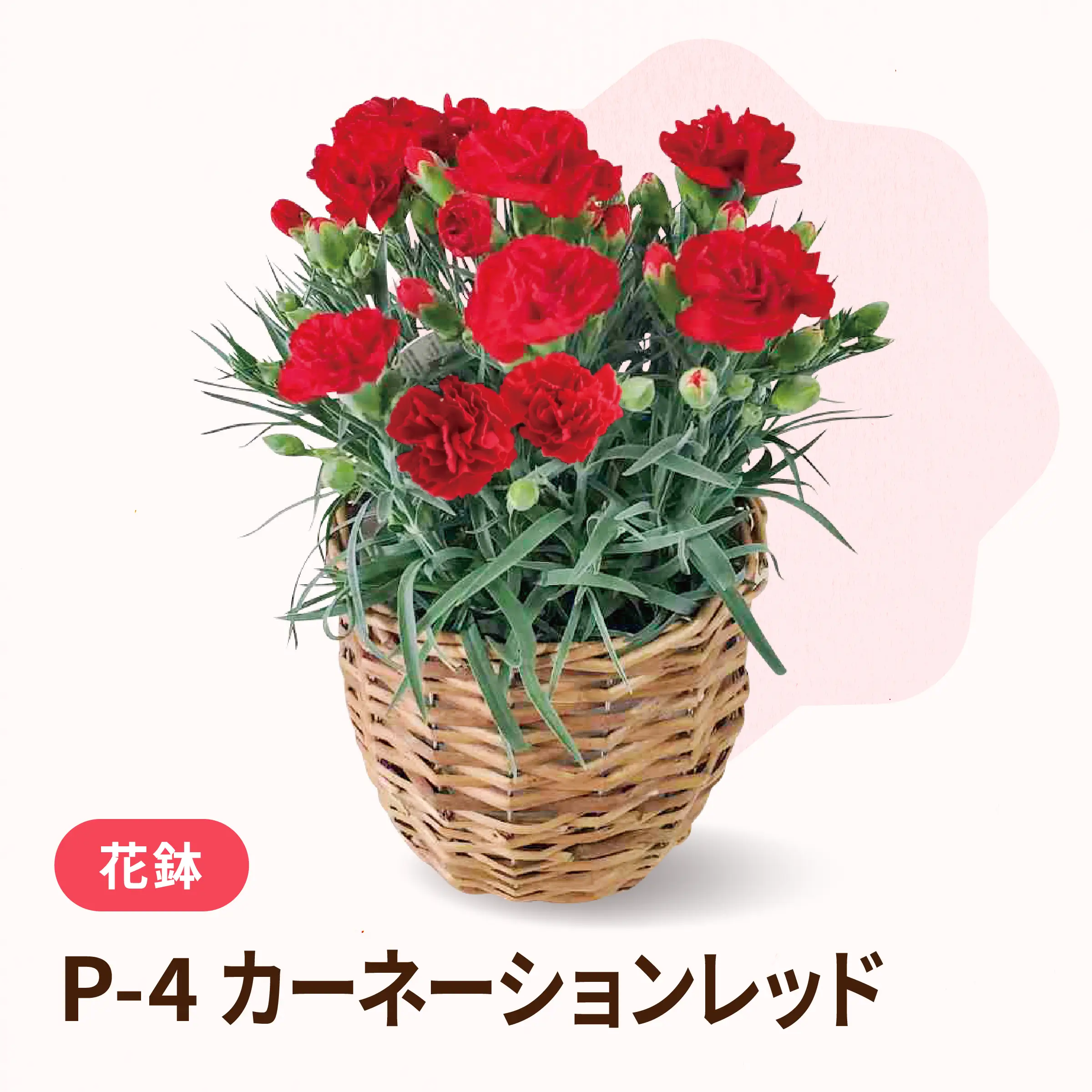 母の日カーネーションレッド P-4