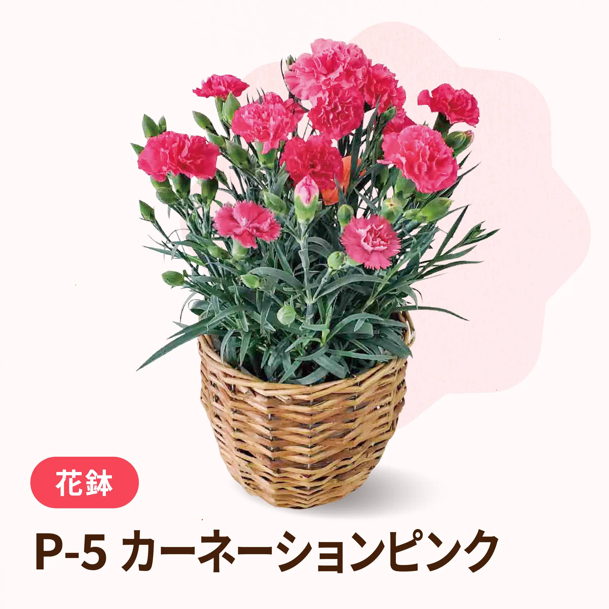 母の日カーネーションピンク P-5