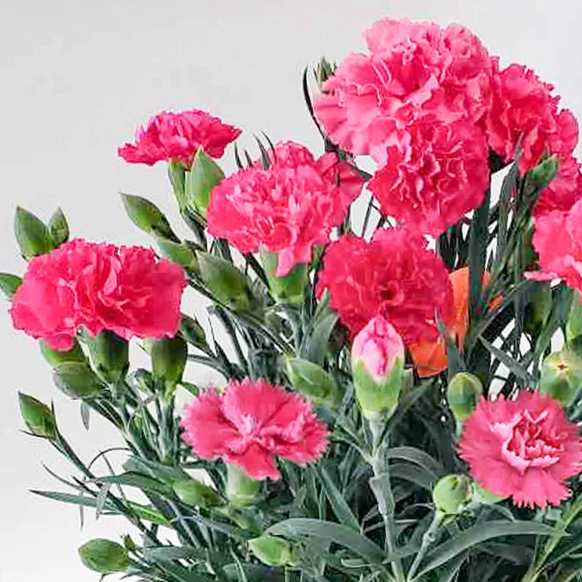 母の日カーネーションピンク P-5