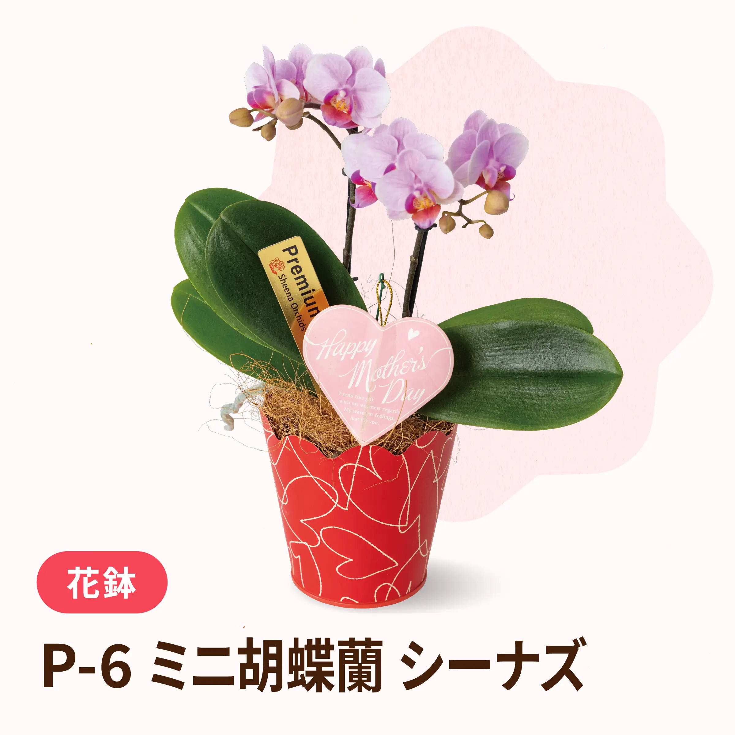 母の日ミニ胡蝶蘭 P-6 シーナズ