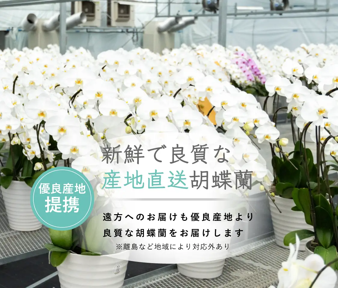 優良産地提携 新鮮で良質な産地直送胡蝶蘭 遠方へのお届けも優良産地より良質な胡蝶蘭をお届けします ※離島など地域により対応外あり