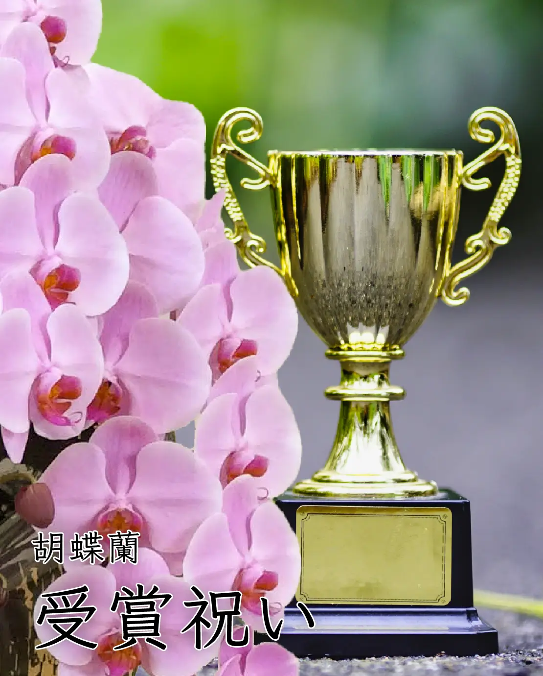 受賞祝いにおすすめの胡蝶蘭