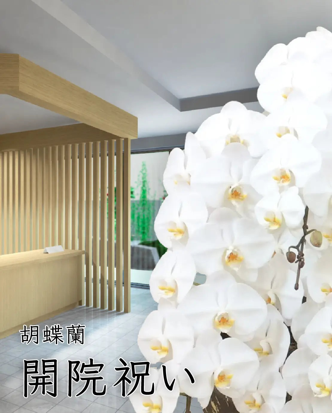 開院祝いにおすすめの胡蝶蘭
