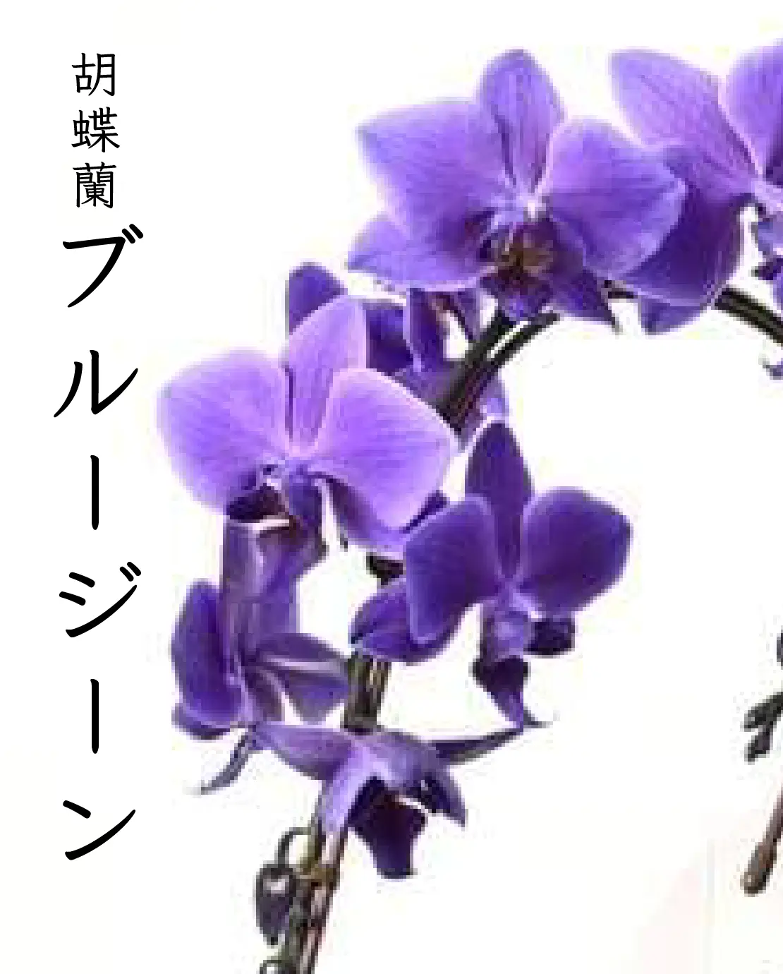 ブルーの胡蝶蘭