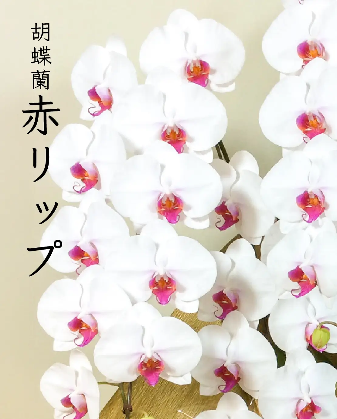 赤リップの胡蝶蘭