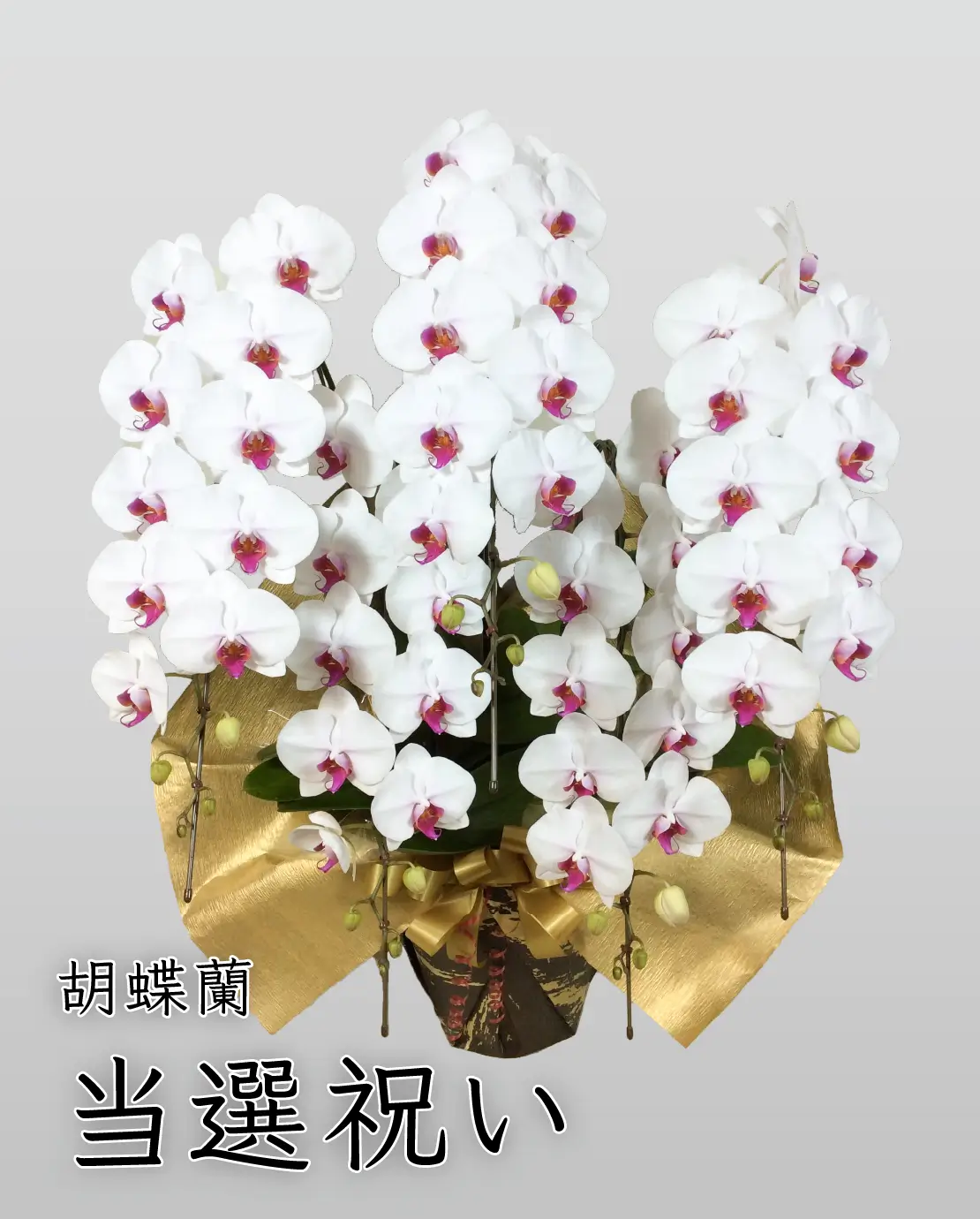 当選祝いにおすすめの胡蝶蘭