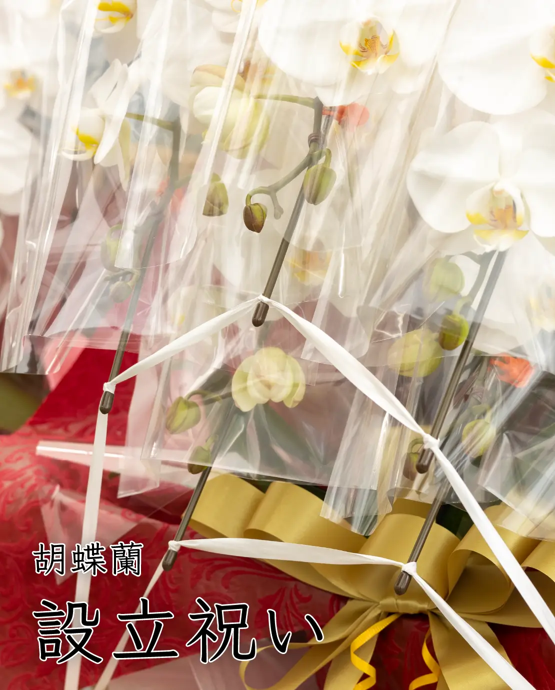 設立祝いにおすすめの胡蝶蘭