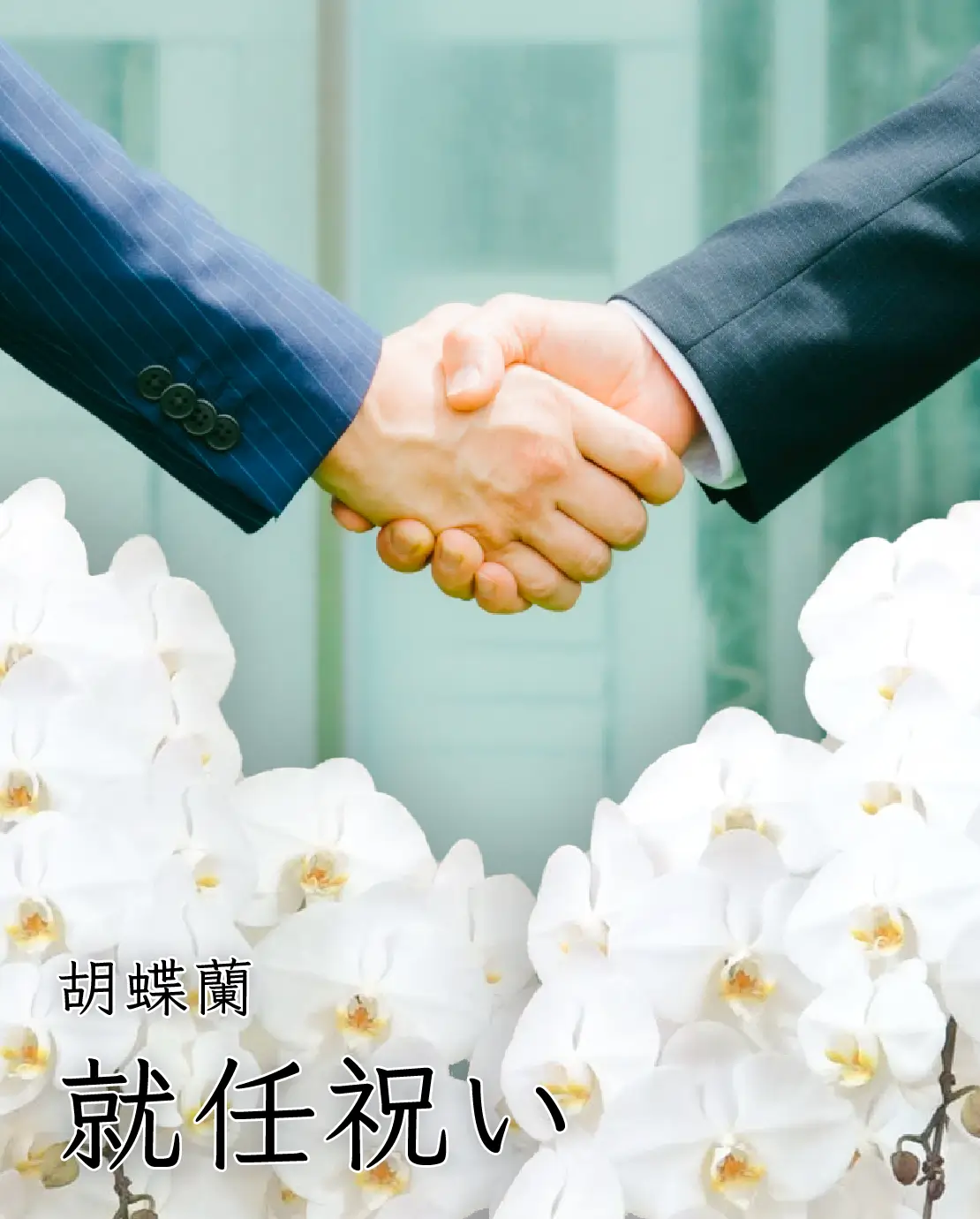 就任祝いにおすすめの胡蝶蘭