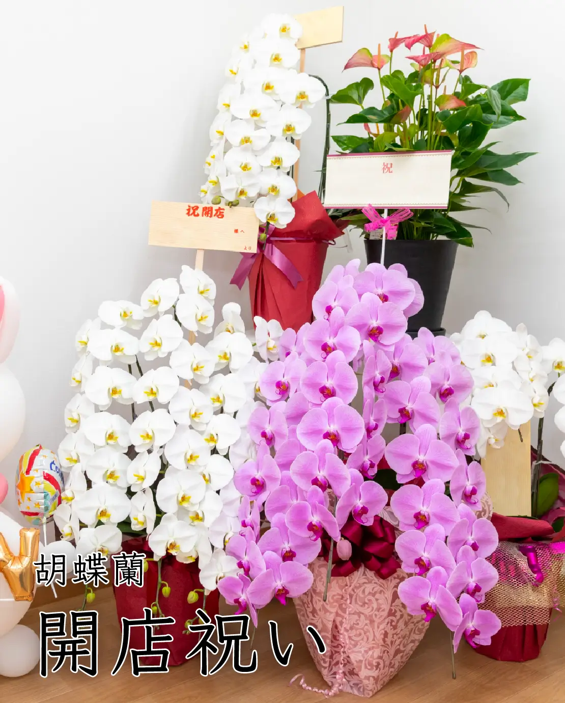 開店祝いにおすすめの胡蝶蘭