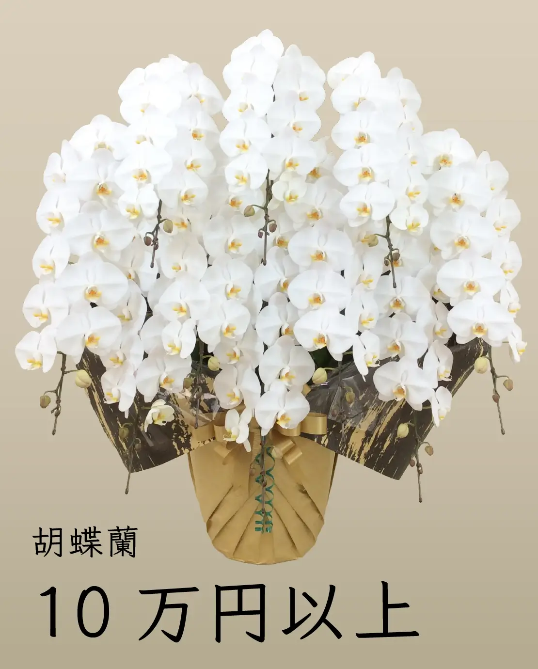 10万円以上の胡蝶蘭