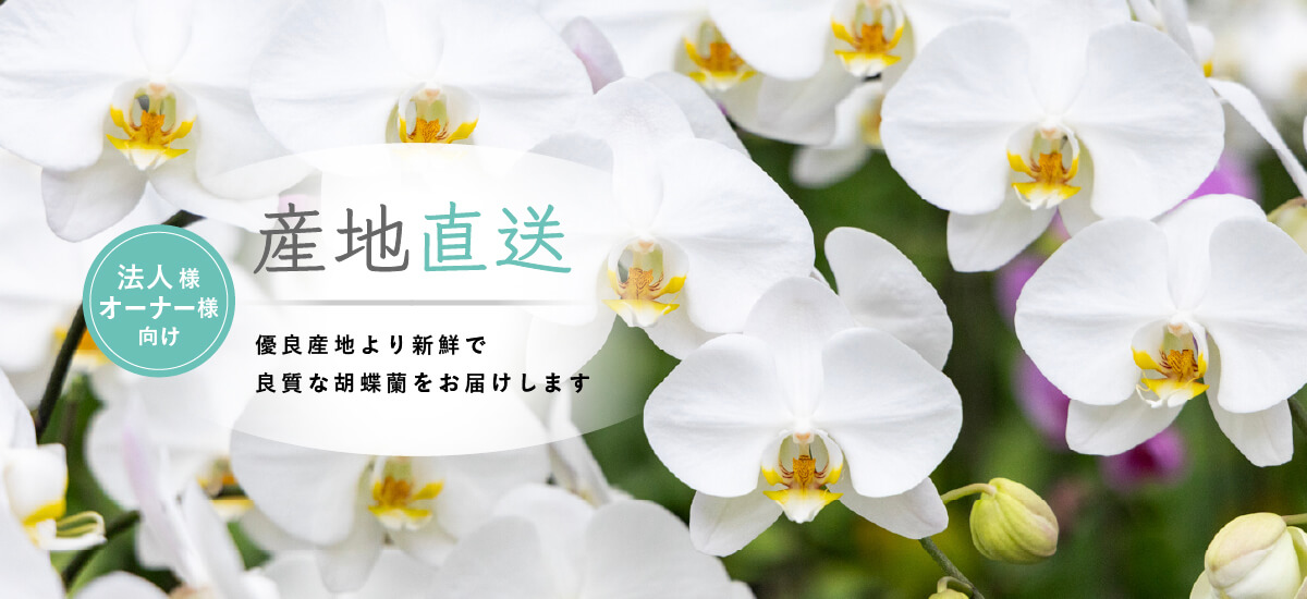 産地直送胡蝶蘭