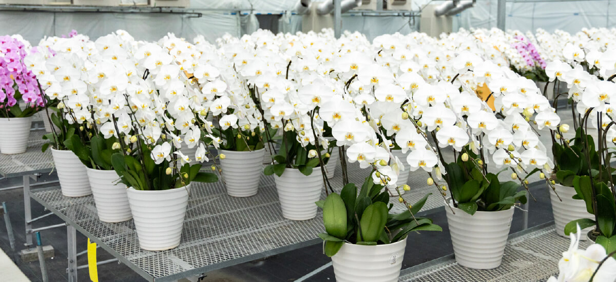 産地直送胡蝶蘭