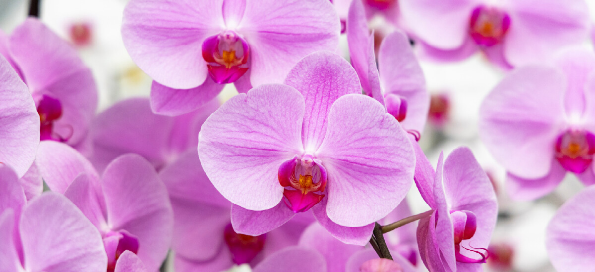 産地直送胡蝶蘭