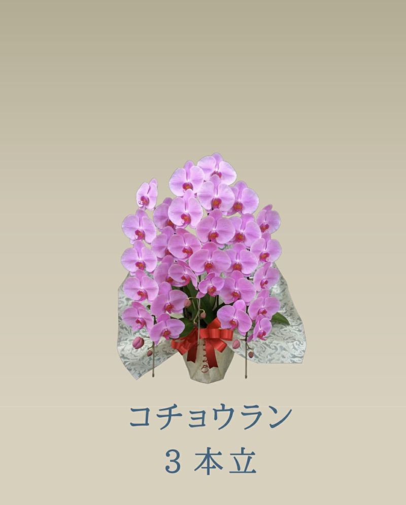 胡蝶蘭 コチョウラン ピンク お花 ３本立 33輪前後 御祝 色が選べる