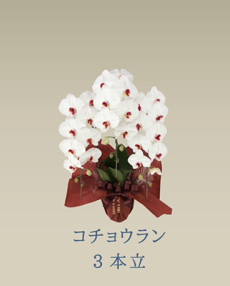 胡蝶蘭 コチョウラン 赤リップ お花 ３本立 33輪前後 御祝 色が選べる