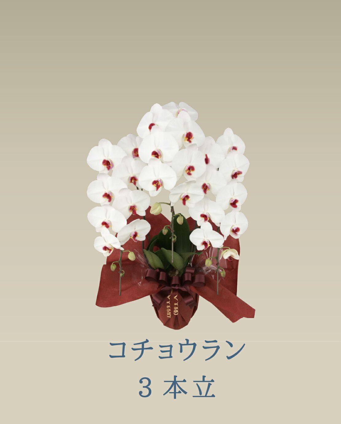 胡蝶蘭 コチョウラン 赤リップ お花 ３本立 33輪前後 御祝 色が選べる