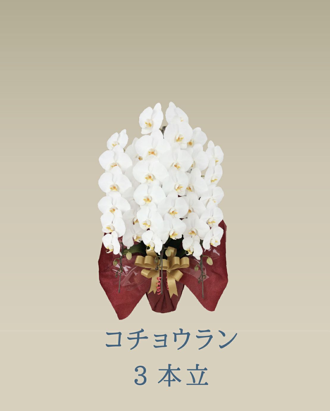 胡蝶蘭 コチョウラン 白 お花 ３本立 45～47輪前後 御祝 お供え 色が選べる 送料無料