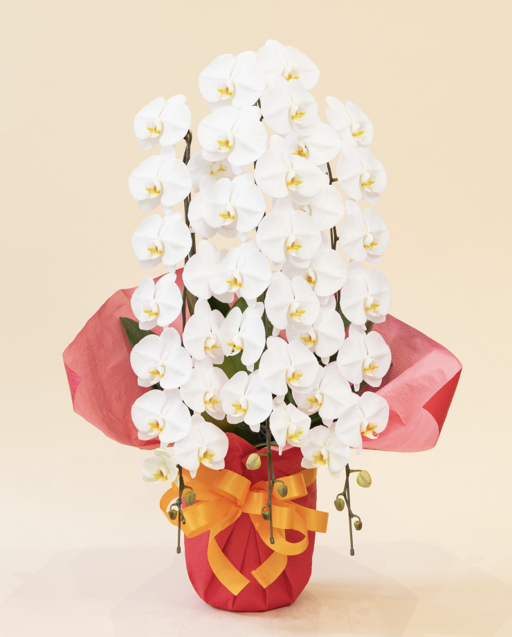 胡蝶蘭 コチョウラン 白 お花 ３本立 45～47輪前後 御祝 お供え 色が選べる 送料無料