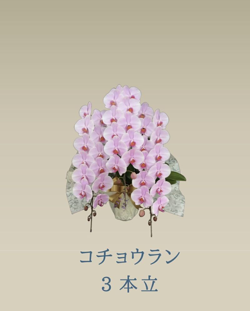 胡蝶蘭 コチョウラン ピンク お花 ３本立 45～47輪前後 御祝 お供え 色が選べる 送料無料