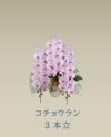 胡蝶蘭 コチョウラン ピンク お花 ３本立 45～47輪前後 御祝 お供え 色が選べる 送料無料