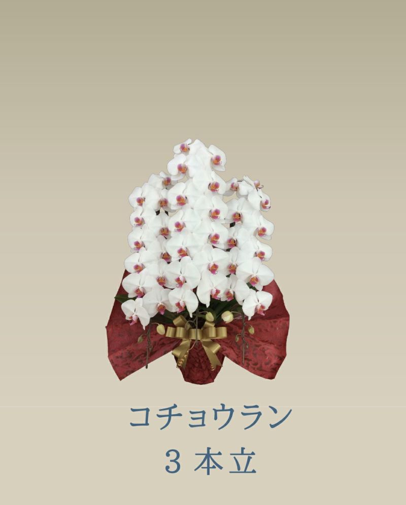 胡蝶蘭 コチョウラン 赤リップ お花 ３本立 45～47輪前後 御祝 お供え 色が選べる 送料無料