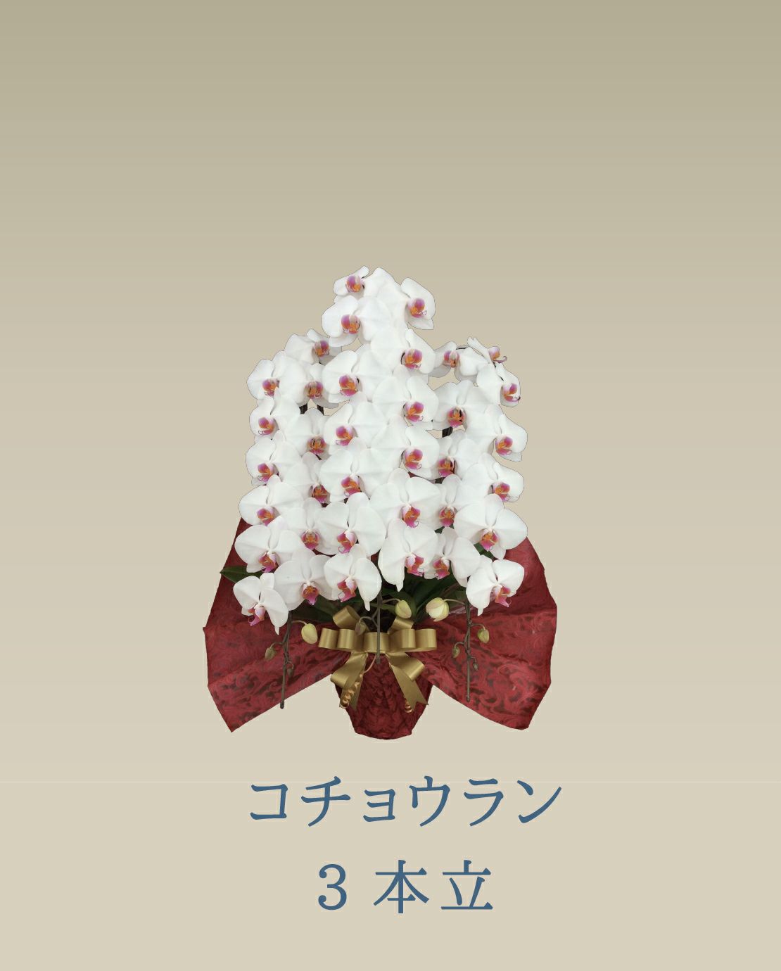 胡蝶蘭 コチョウラン 赤リップ お花 ３本立 45～47輪前後 御祝 お供え 色が選べる 送料無料