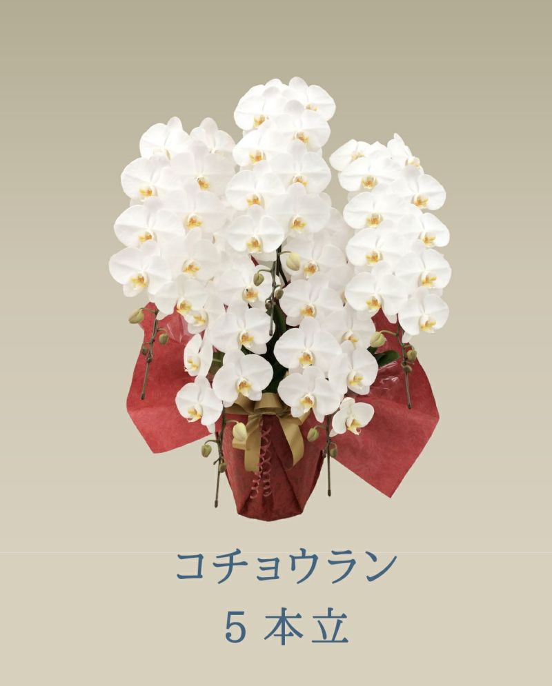  胡蝶蘭 コチョウラン 白 お花 5本立 70～74輪前後 御祝 お供え 色が選べる 送料無料
