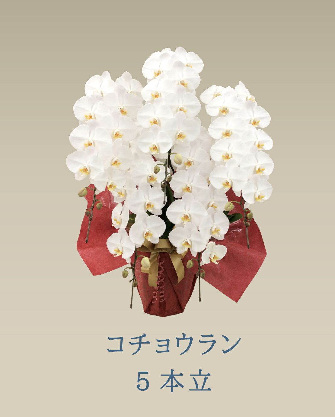  胡蝶蘭 コチョウラン 白 お花 5本立 70～74輪前後 御祝 お供え 色が選べる 送料無料