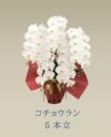  胡蝶蘭 コチョウラン 白 お花 5本立 70～74輪前後 御祝 お供え 色が選べる 送料無料