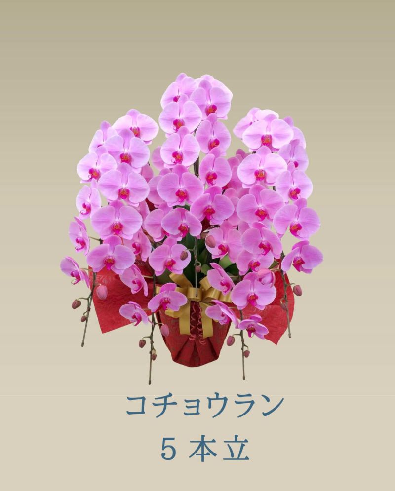  胡蝶蘭 コチョウラン ピンク お花 5本立 70～74輪前後 御祝 お供え 色が選べる 送料無料