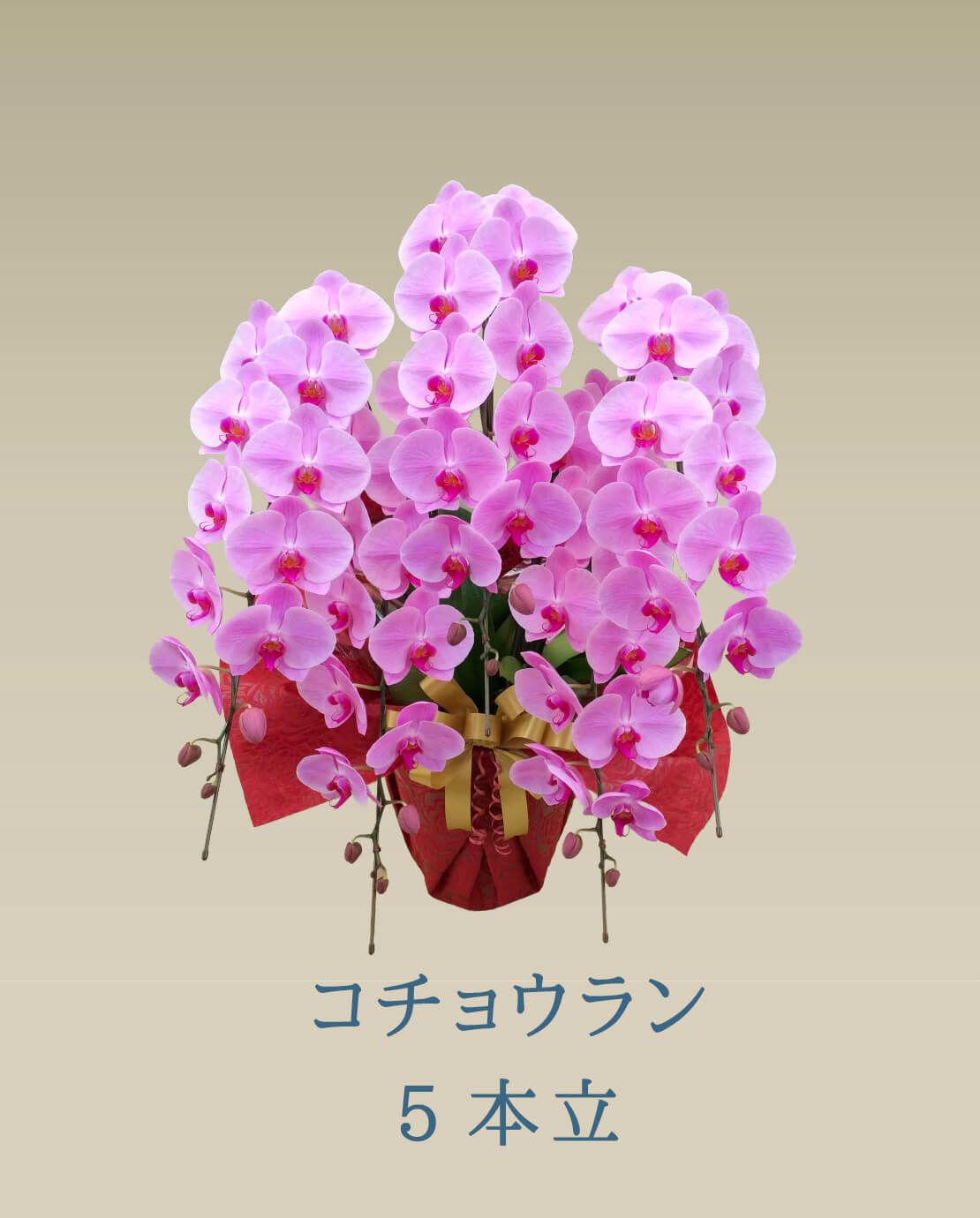  胡蝶蘭 コチョウラン ピンク お花 5本立 70～74輪前後 御祝 お供え 色が選べる 送料無料