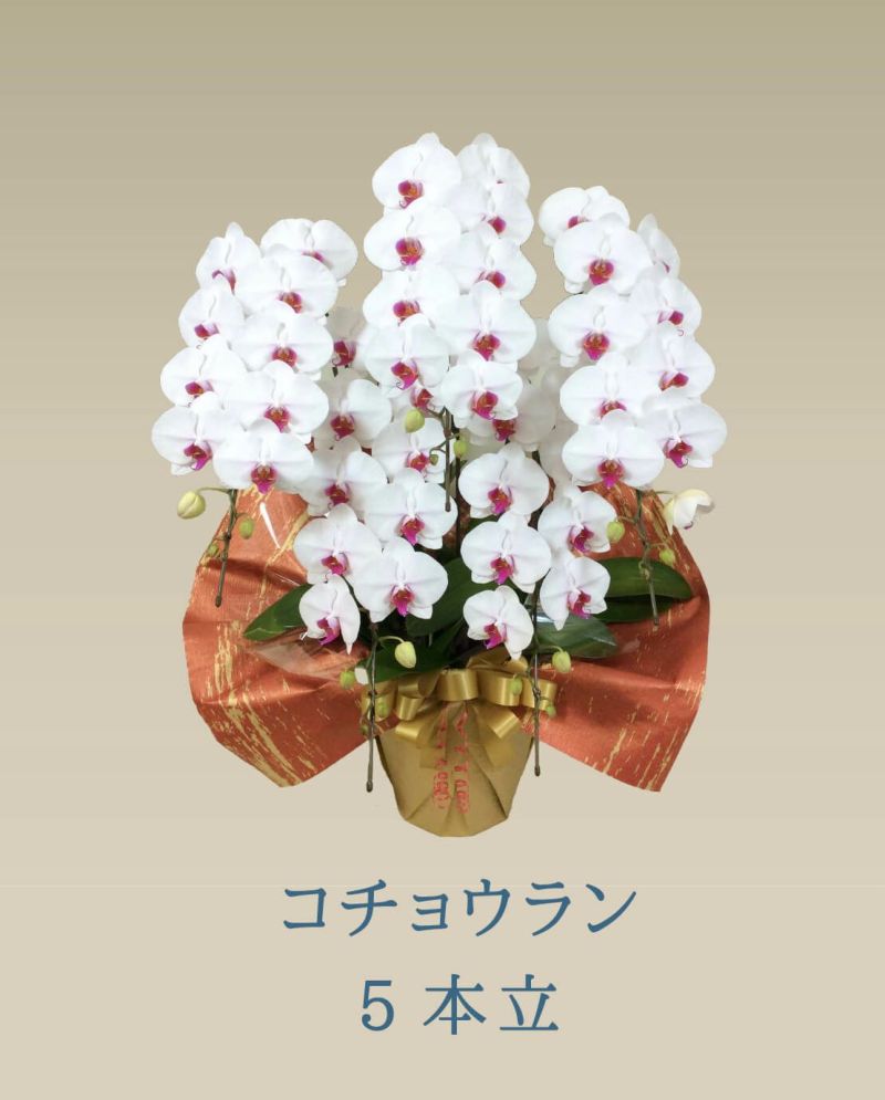  胡蝶蘭 コチョウラン 赤リップ お花 5本立 70～74輪前後 御祝 お供え 色が選べる 送料無料
